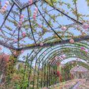 ヒメ日記 2025/01/22 07:16 投稿 かれん アドミsince2009吉祥寺デリヘル&Go To FANTASY東京吉祥寺店