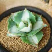 ヒメ日記 2025/01/29 10:06 投稿 かれん アドミsince2009吉祥寺デリヘル&Go To FANTASY東京吉祥寺店