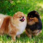 ヒメ日記 2025/03/19 12:10 投稿 かれん アドミsince2009吉祥寺デリヘル&Go To FANTASY東京吉祥寺店