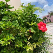 ヒメ日記 2025/06/18 05:10 投稿 かれん アドミsince2009吉祥寺デリヘル&Go To FANTASY東京吉祥寺店