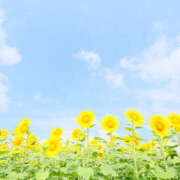 ヒメ日記 2025/07/31 07:20 投稿 かれん アドミsince2009吉祥寺デリヘル&Go To FANTASY東京吉祥寺店