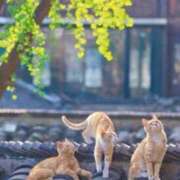 ヒメ日記 2025/09/24 07:16 投稿 かれん アドミsince2009吉祥寺デリヘル&Go To FANTASY東京吉祥寺店