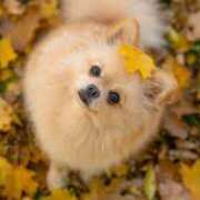 ヒメ日記 2025/10/29 10:06 投稿 かれん アドミsince2009吉祥寺デリヘル&Go To FANTASY東京吉祥寺店