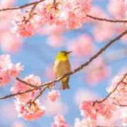 ヒメ日記 2026/03/21 13:20 投稿 かれん アドミsince2009吉祥寺デリヘル&Go To FANTASY東京吉祥寺店