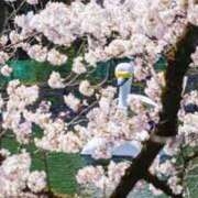 ヒメ日記 2026/04/19 12:36 投稿 かれん アドミsince2009吉祥寺デリヘル&Go To FANTASY東京吉祥寺店