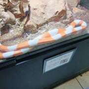 ヒメ日記 2025/09/11 21:00 投稿 ひまり やMAT撫子