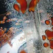 ひまり 【8月出勤予定🌊🌺】 やMAT撫子