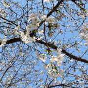 みか 春が来た やMAT撫子