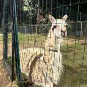 ヒメ日記 2025/03/31 10:08 投稿 ゆず SMAT×SMAT（スマットスマット）