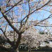 ヒメ日記 2026/04/06 08:07 投稿 みさき SMAT×SMAT（スマットスマット）