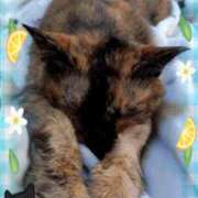 ヒメ日記 2025/04/30 15:20 投稿 じゅん SMAT×SMAT（スマットスマット）