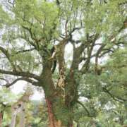 ヒメ日記 2025/06/22 15:26 投稿 ひかる SMAT×SMAT（スマットスマット）