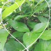 ヒメ日記 2025/06/25 11:55 投稿 ひかる SMAT×SMAT（スマットスマット）