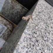 ヒメ日記 2025/10/25 07:14 投稿 ひかる SMAT×SMAT（スマットスマット）