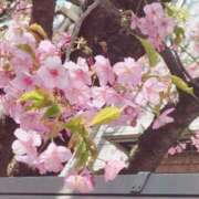 ヒメ日記 2025/03/01 20:05 投稿 まひる SMAT×SMAT（スマットスマット）