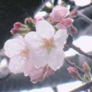 ヒメ日記 2025/04/02 12:09 投稿 まひる SMAT×SMAT（スマットスマット）