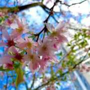 ヒメ日記 2025/04/04 10:19 投稿 まひる SMAT×SMAT（スマットスマット）