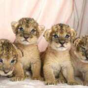 ヒメ日記 2025/04/24 00:42 投稿 まひる SMAT×SMAT（スマットスマット）