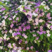 ヒメ日記 2025/05/12 06:00 投稿 まひる SMAT×SMAT（スマットスマット）