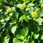 ヒメ日記 2025/05/13 13:11 投稿 まひる SMAT×SMAT（スマットスマット）