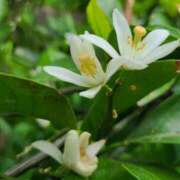 ヒメ日記 2024/12/24 16:01 投稿 常盤 熟女待機所 厚木店