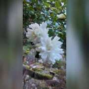 ヒメ日記 2024/12/26 09:22 投稿 常盤 熟女待機所 厚木店