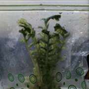 ヒメ日記 2024/12/27 18:09 投稿 常盤 熟女待機所 厚木店