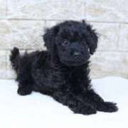 ヒメ日記 2024/12/30 10:41 投稿 常盤 熟女待機所 厚木店