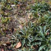 ヒメ日記 2025/03/21 19:31 投稿 常盤 熟女待機所 厚木店