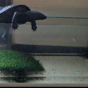 ヒメ日記 2025/03/29 16:34 投稿 常盤 熟女待機所 厚木店