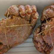 常盤 Al😄 熟女待機所 厚木店