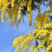 ヒメ日記 2026/03/09 10:06 投稿 常盤 熟女待機所 厚木店