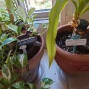 ヒメ日記 2026/03/17 09:26 投稿 常盤 熟女待機所 厚木店