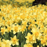 ヒメ日記 2026/03/24 16:26 投稿 常盤 熟女待機所 厚木店