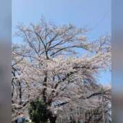 ヒメ日記 2026/03/29 15:46 投稿 常盤 熟女待機所 厚木店