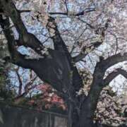 ヒメ日記 2026/04/01 09:06 投稿 常盤 熟女待機所 厚木店