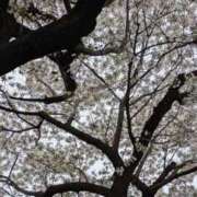 常盤 ありがとうございました🌸 熟女待機所 厚木店