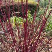 ヒメ日記 2025/02/02 12:29 投稿 ののか 秒即DE舐めてミント池袋店