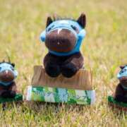 ヒメ日記 2025/06/13 12:36 投稿 ののか 秒即DE舐めてミント池袋店