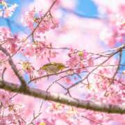 ヒメ日記 2026/02/21 16:35 投稿 ゆきの 成田人妻講座