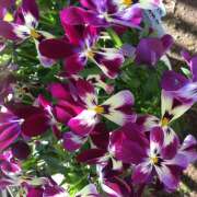 ヒメ日記 2026/03/08 12:24 投稿 ゆきの 成田人妻講座