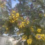 ヒメ日記 2026/04/01 11:40 投稿 貴子 クラブルージュ