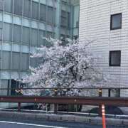 ヒメ日記 2025/04/10 12:04 投稿 千香子 クラブルージュ