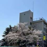 ヒメ日記 2025/04/11 12:05 投稿 千香子 クラブルージュ