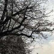 ヒメ日記 2026/03/25 12:10 投稿 千香子 クラブルージュ