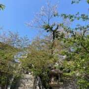 ヒメ日記 2025/04/17 20:12 投稿 涼子 クラブルージュ