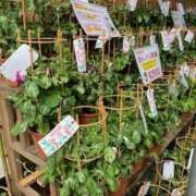 ヒメ日記 2025/07/08 23:42 投稿 涼子 クラブルージュ