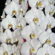 ヒメ日記 2025/07/12 19:32 投稿 涼子 クラブルージュ