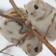 ヒメ日記 2025/02/07 20:36 投稿 阿部しのぶ 五十路マダム 仙台店