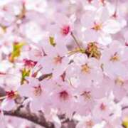 ヒメ日記 2025/04/11 21:08 投稿 阿部しのぶ 五十路マダム 仙台店